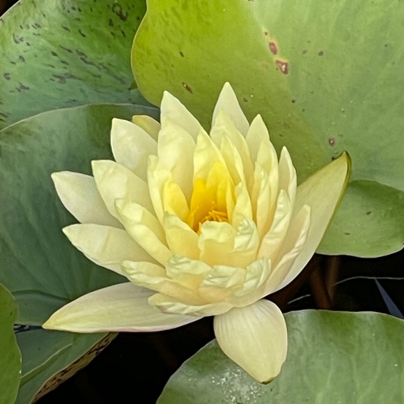 Meet your Posher, Kristen - Picture 1 of 1